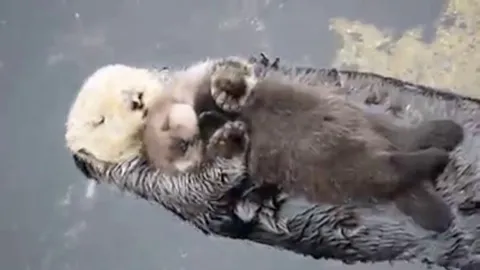 1 day old sea otter trying to sleep on mom
