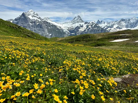 The Swiss alps of Grindelwald [OC][4032x3024]