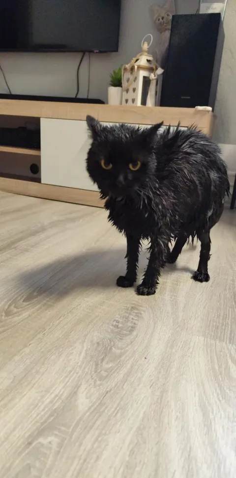 i like kitty cats, show me thy images of your cat