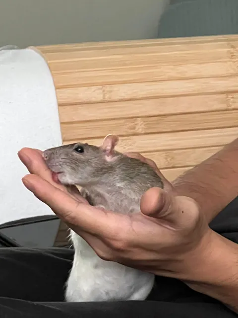 Must clean the fingers