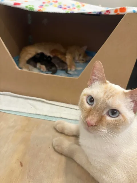 UPDATE: Took in a Feral and now I'm caring for a Litter of Kittens