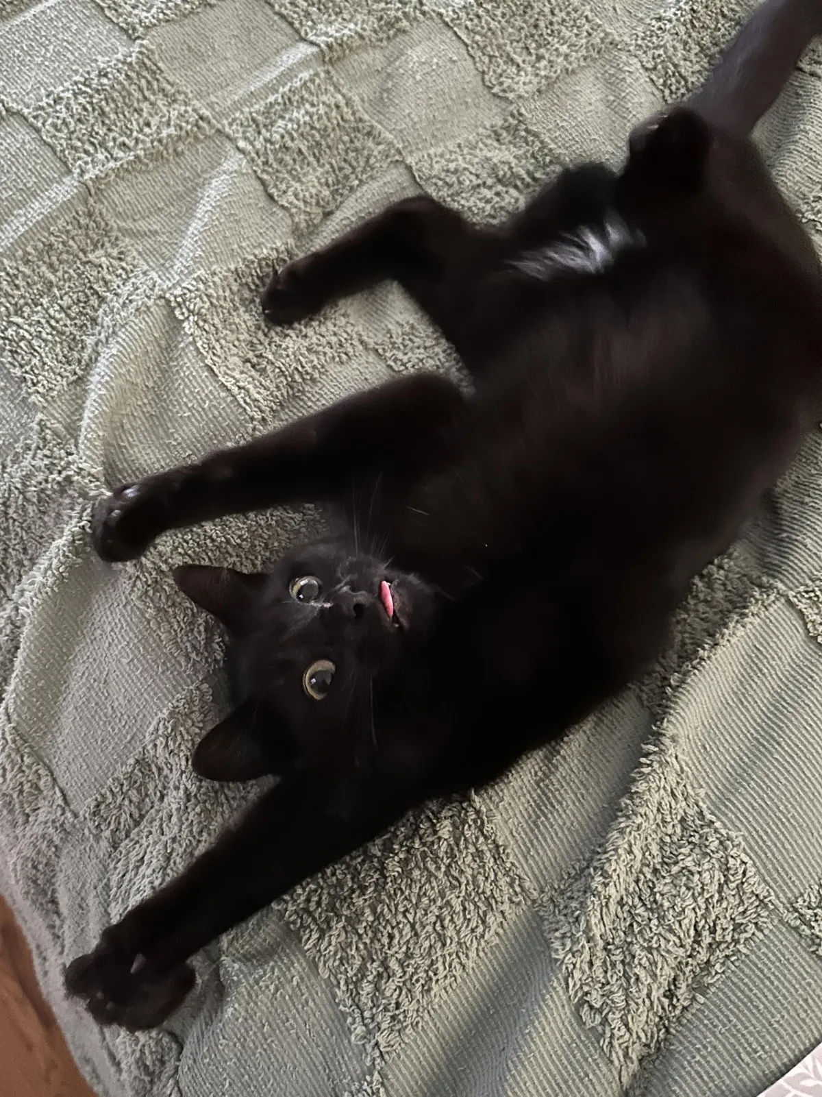 My lunatic of a cat derpin it up.