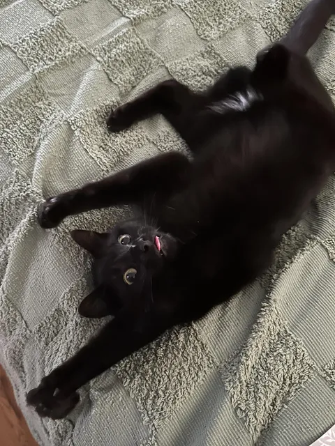 My lunatic of a cat derpin it up.