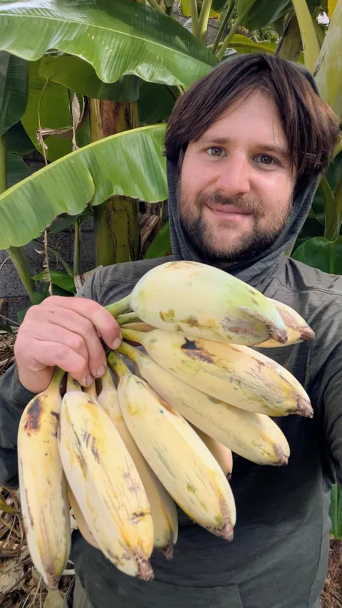 Third harvest of Blue Java bananas fed nothing but green waste | SoCal zone 10a