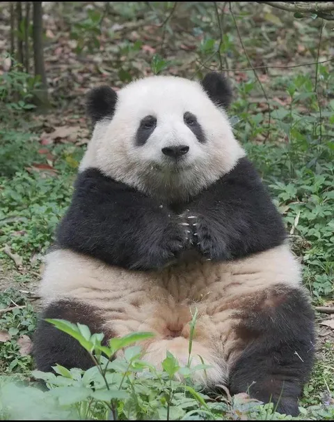 This is He Hua, an onigiri-shaped panda whose uniquely cute appearance &amp; behavior is due to developmental delays. She is the honorary Director of Culture &amp; Tourism in Chengdu, China.