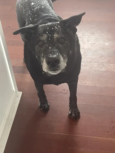 Rare senior snow pupper