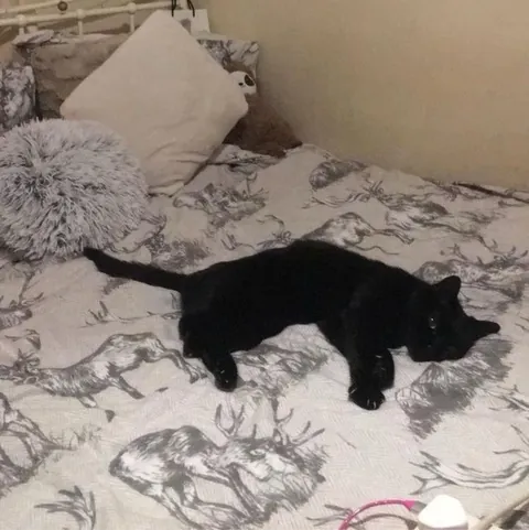 my darling boy of 18 years lost today. I love you