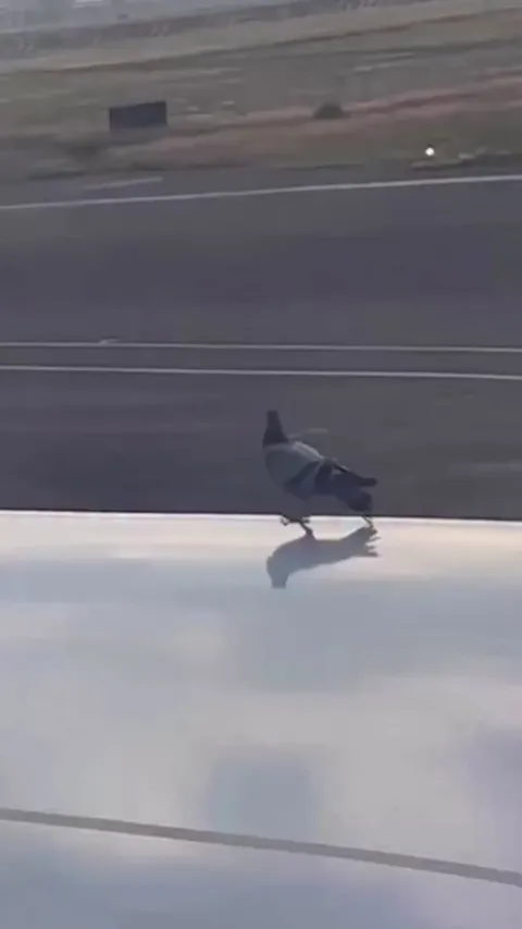 He knew exactly what he was doing