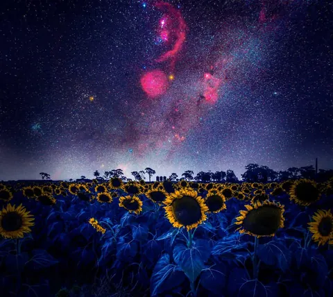Orion setting over a sunflower field in Queensland Australia