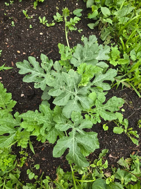 Puke planted watermelon finally ripened.