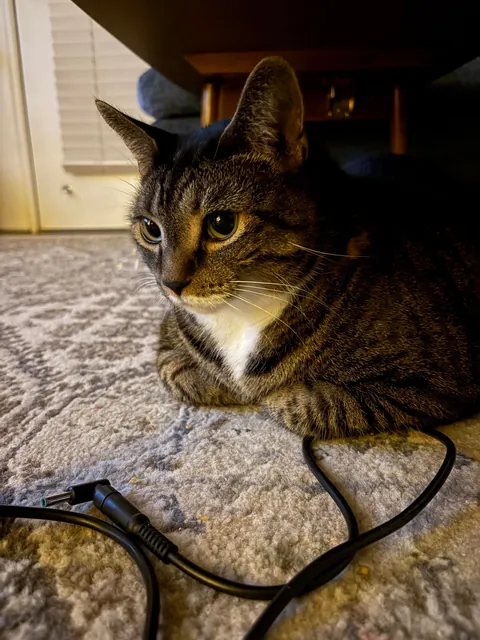 Today is Artemis’ 11th birthday!!