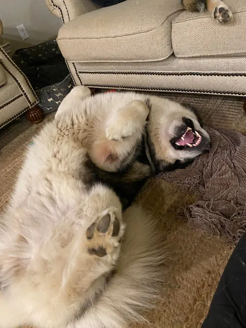 “Pleeeeease rub my belly” (said by my giant dork and his giant smile)