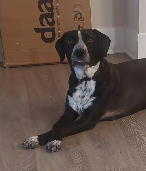 Meet Sweetie, aptly named by the rescue. Because Derpy was just wrong. 