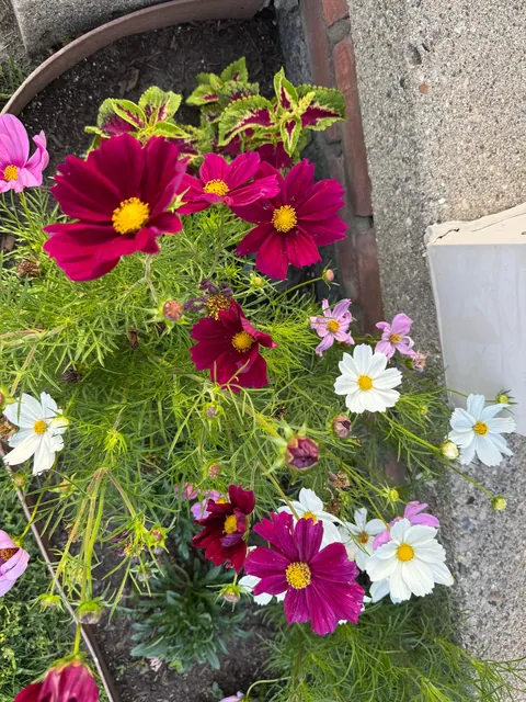 Cosmos are GORGEOUS!