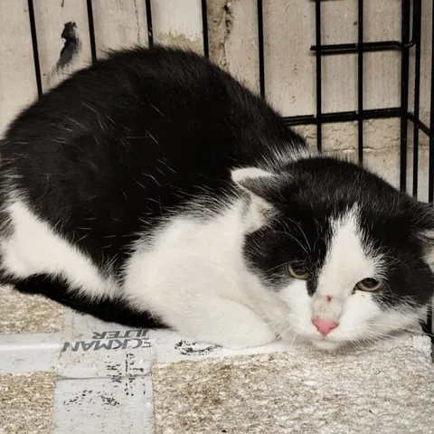 Before and after adoption <33