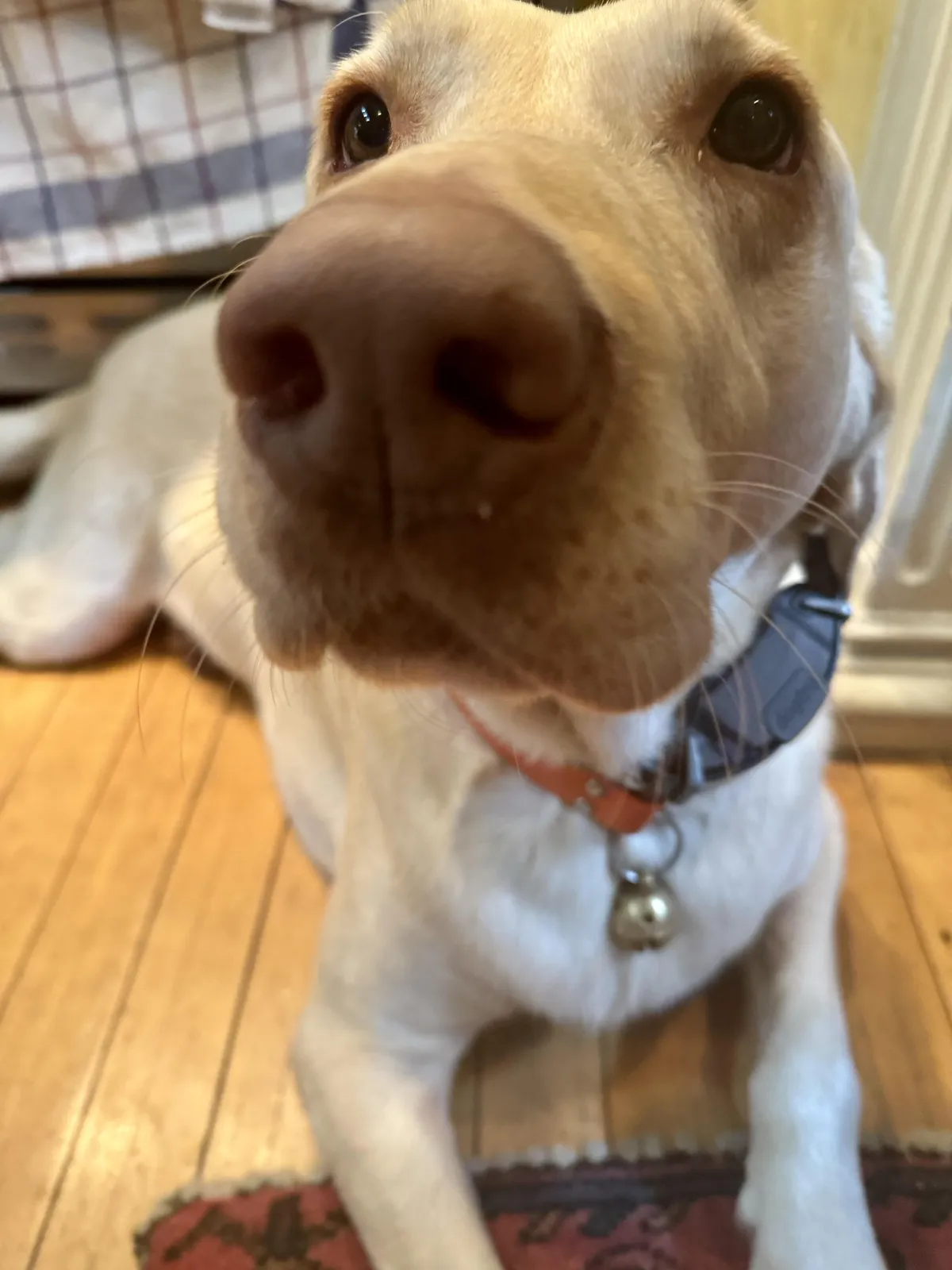 Was eating an apple when he gave me this look 