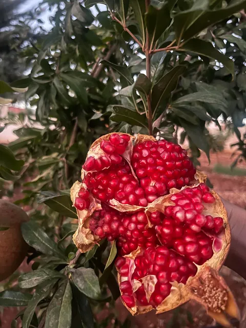 Everything my fruit garden produced this year. I’m so grateful 