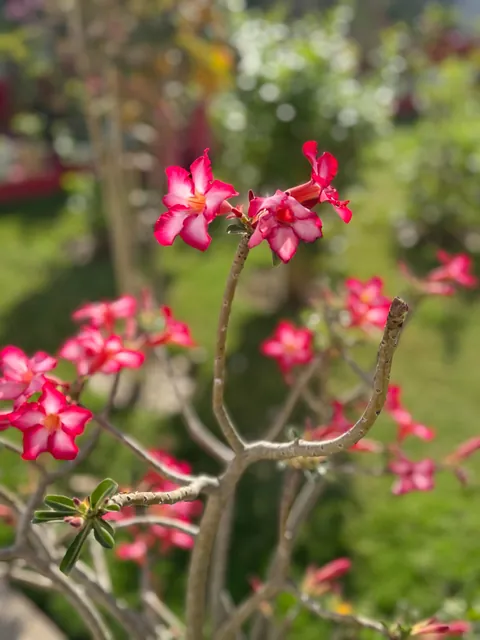 My mom’s desert rose she couldn’t show at an exhibition (bc it wasn’t blooming at the time)
