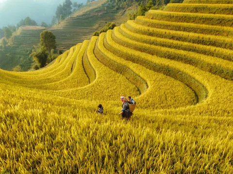 ITAP of a golden crop field