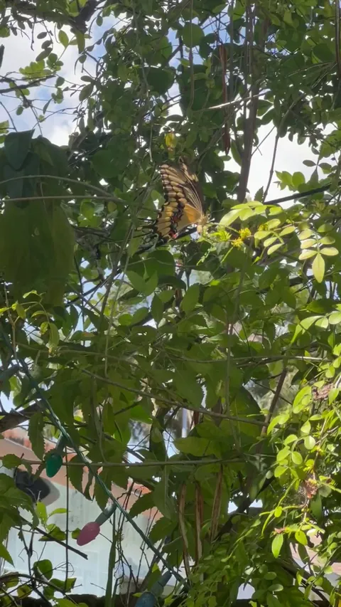 🔥 Giant Swallowtail laying eggs on a wild lime tree in SE Florida