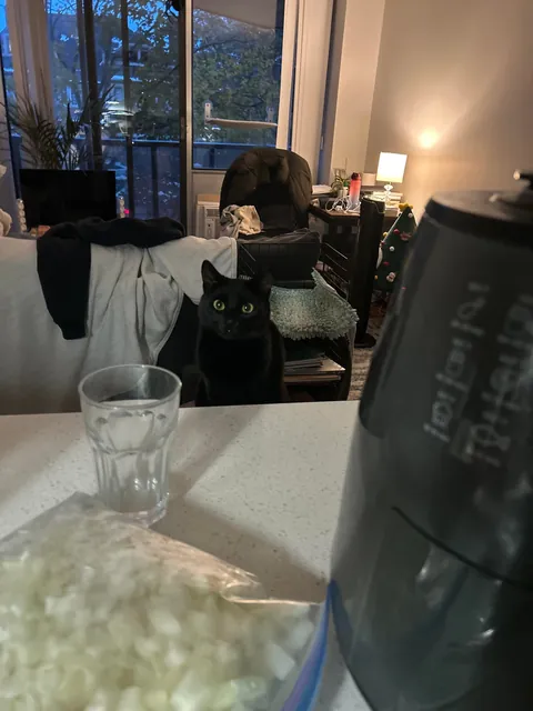 does anyone else’s void cat like to sit at their table