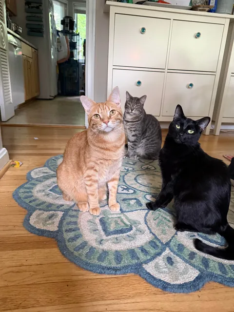 Honey was so protective of her babies Jonesy, Reilly and Bonnie McPurray. Second pic is of her babies all grown up :)