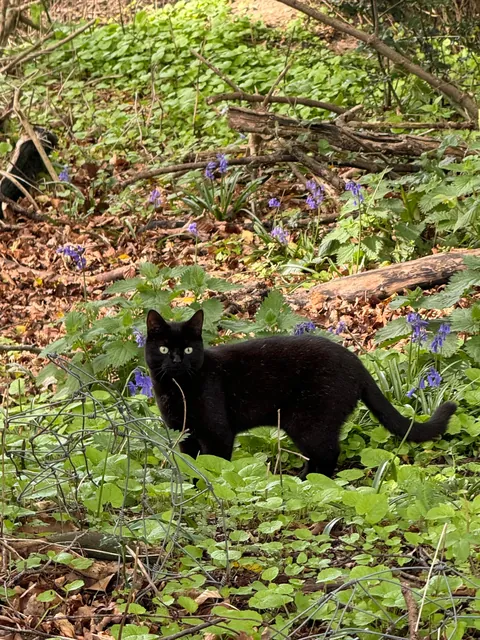 This is my boy chips. He died earlier today, show me pictures of your kitties to cheer me up :(