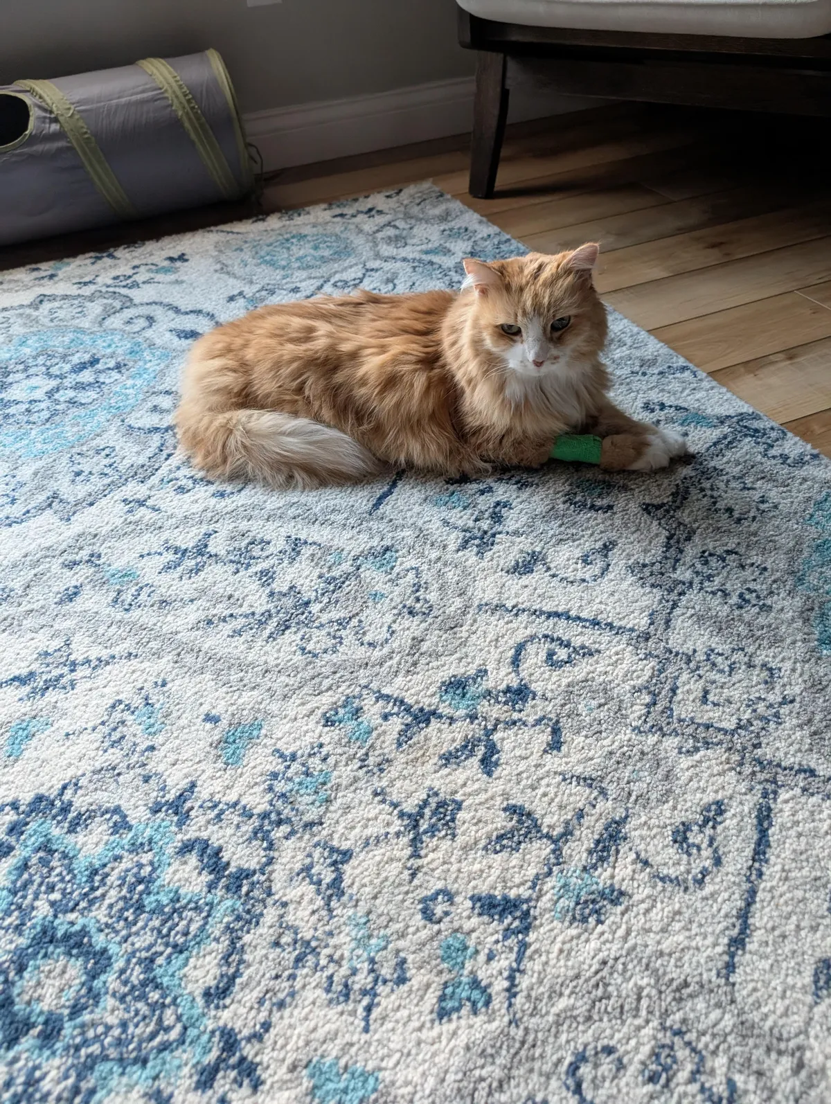 I just said goodbye to my baby and I'm completely devastated.