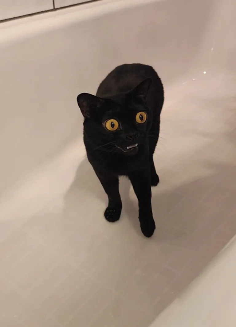 Bathtub Menace