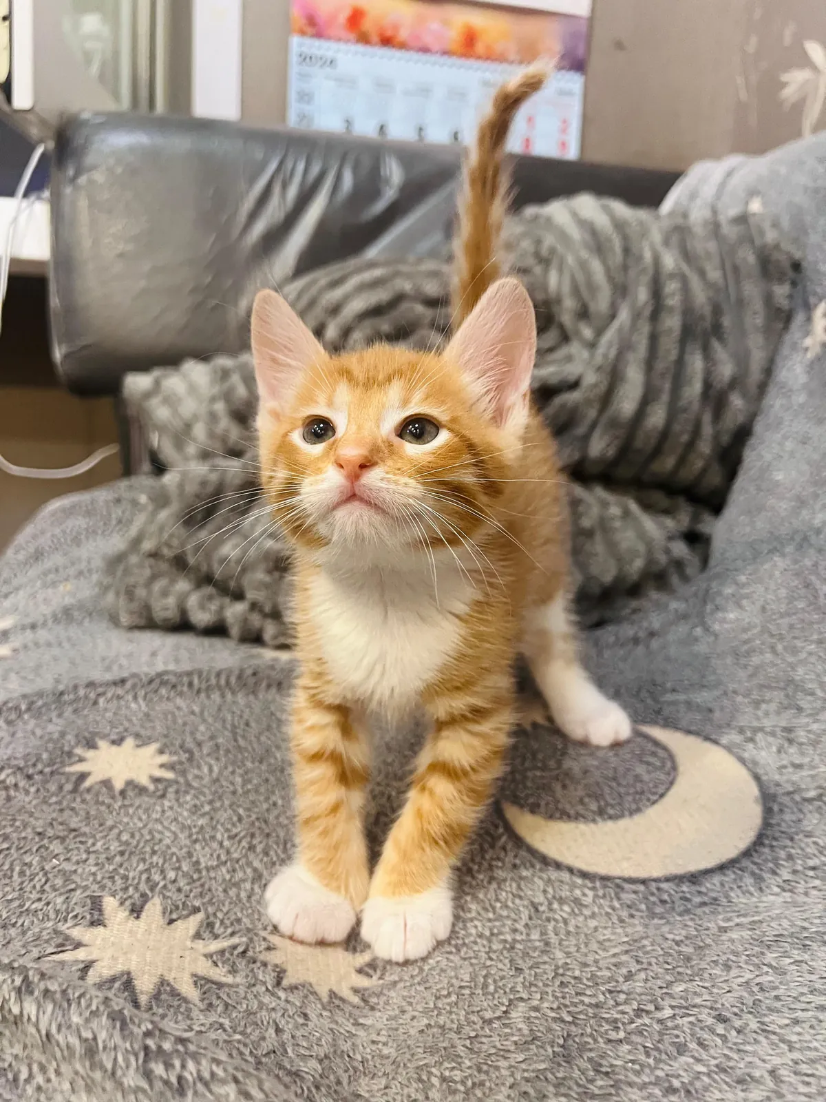 Why is he so beautiful