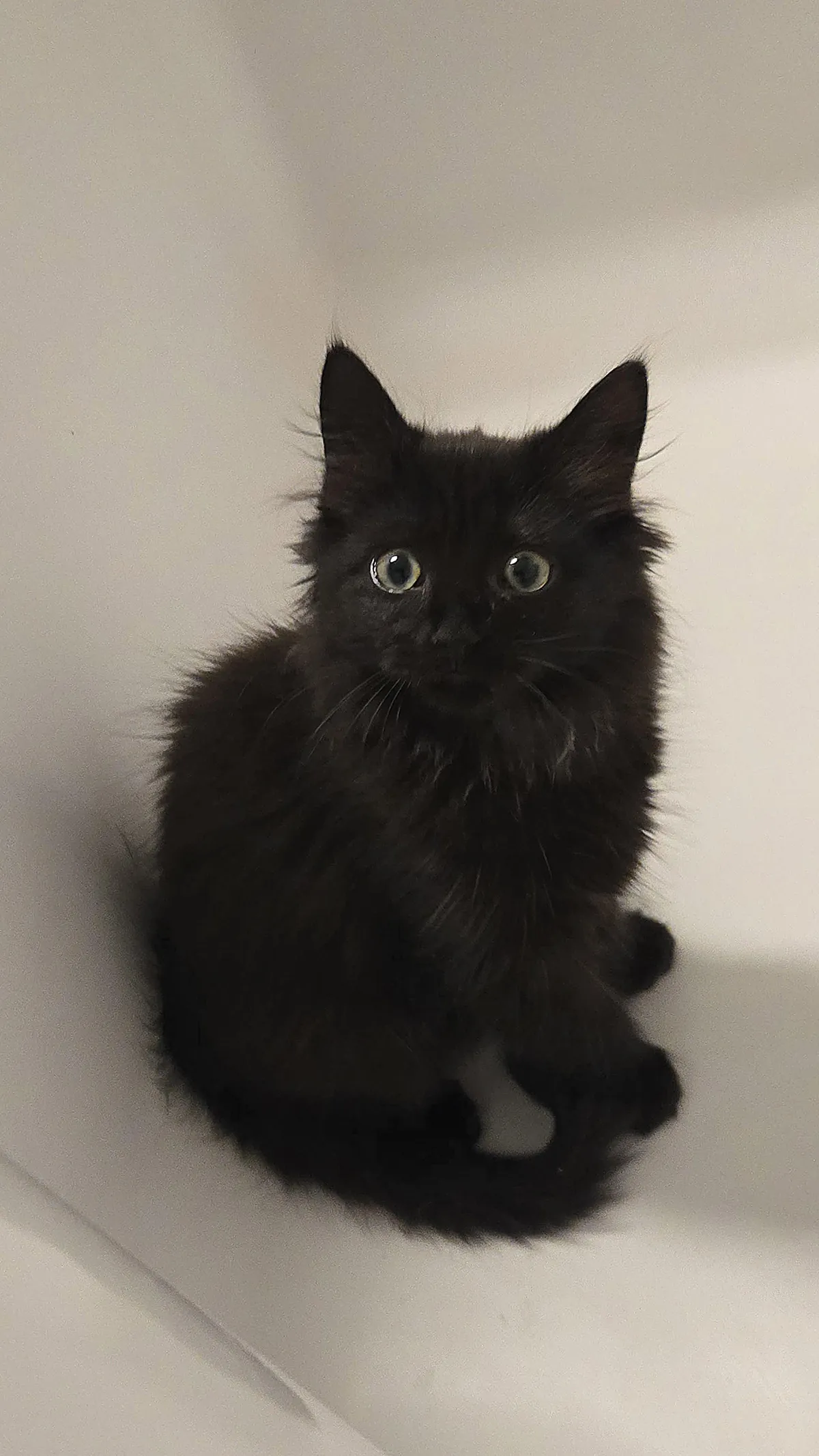 Just adopted my first kitten🖤 Her name is Misu🎀