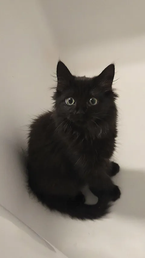 Just adopted my first kitten🖤 Her name is Misu🎀