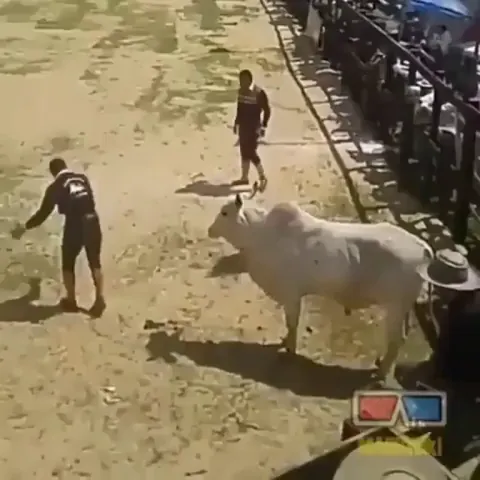 This guy has an interesting method for taming bulls