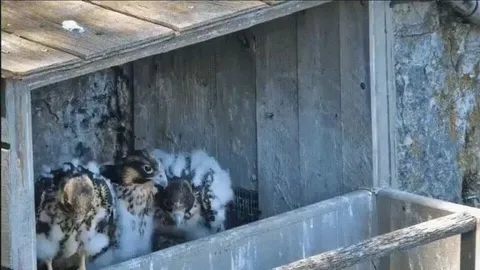 Baby Falcons See Bird Flying By