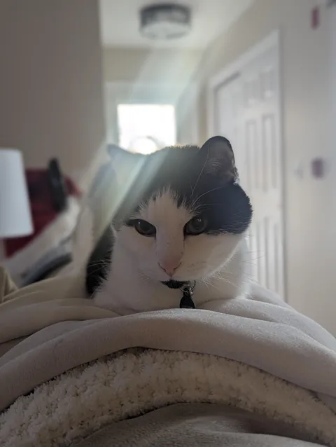 Rest easy my sweet prince