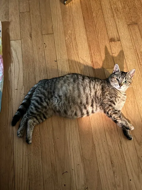 Honey was a pregnant kitty I took in from outside. Here are her first days as an indoor kitty. She had 3 beautiful babies 2 weeks later. The last pics are from when she was living outside.
