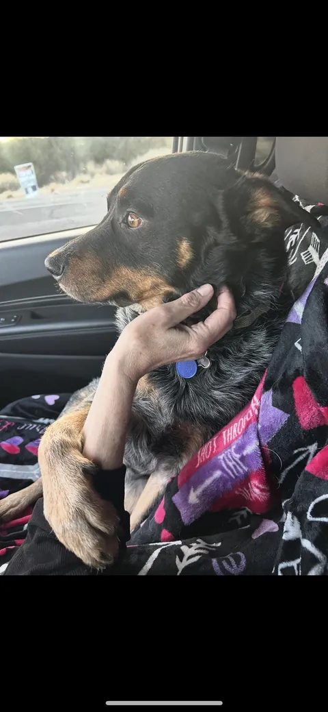 Road tripping! Heading out tomorrow for a day trip of hiking, running the creek, eating peanut butter sandwiches for lunch and a quick stop for the best fudge. Pic from our last trip. Best travel bro ever!!!