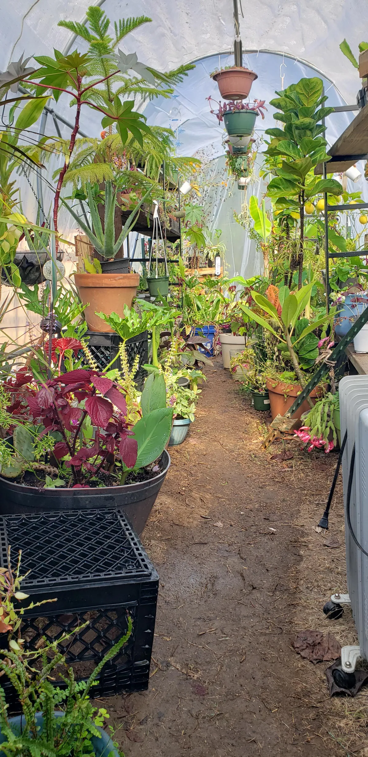 I was hatched 34 years ago today. Let us drink, and let there be plants 