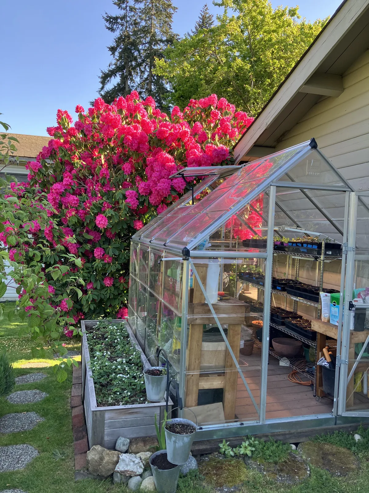 Love when my Rhodie pops next to the greenhouse