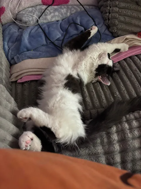 This is Dirtbag. We also call him Rudy. He just woke up after being neutered. He also just pissed all over himself. That’s my boy!!