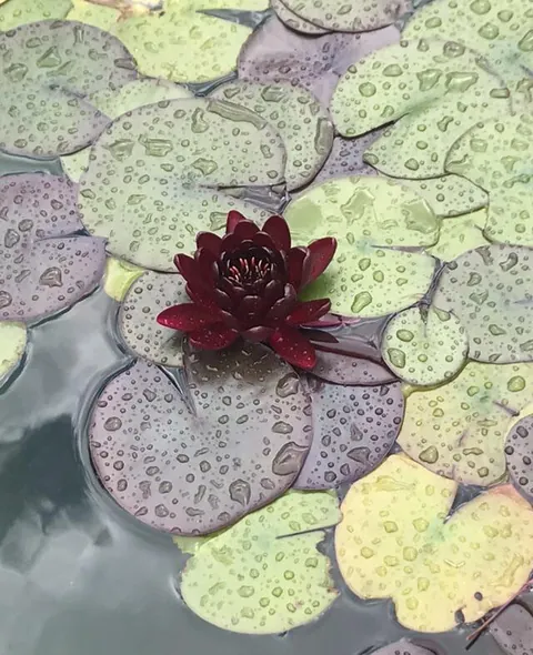 One of my garden favorites. I try not to obsess over her too much. But it’s difficult.