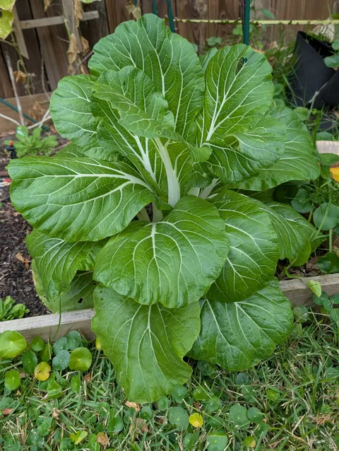 I thought I planted broccoli