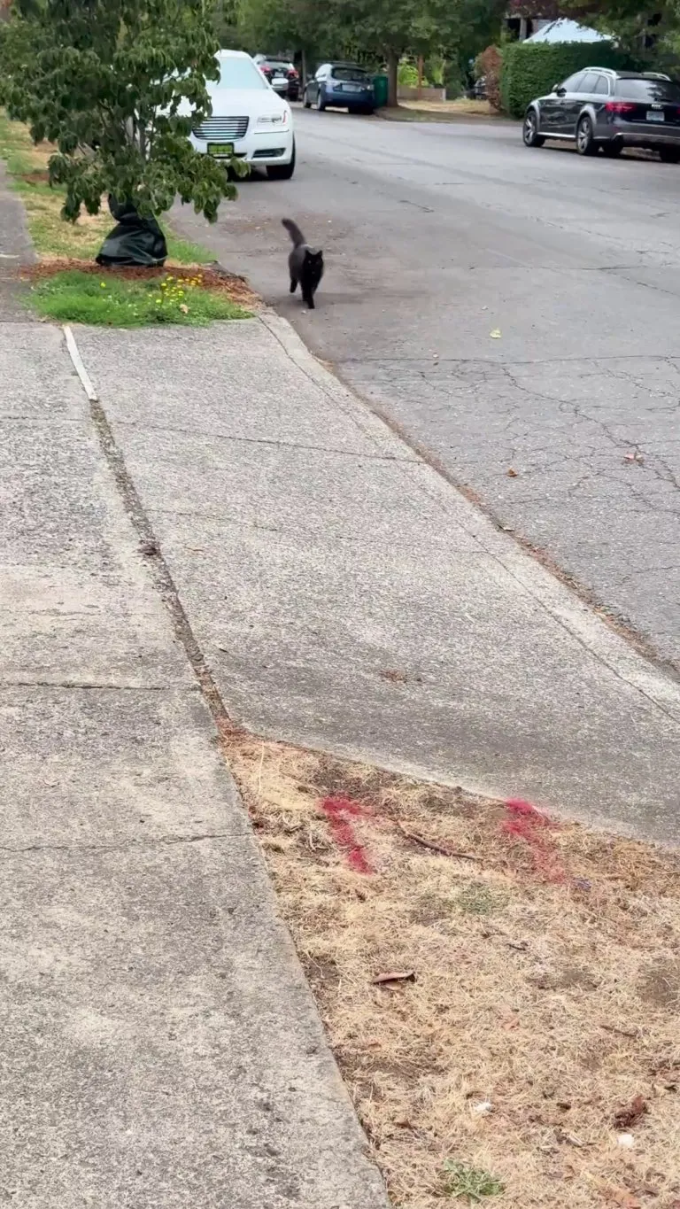 my neighborhood cat saw me from across the street and made his way to greet me :)