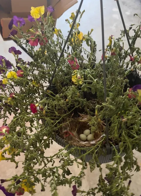 a bird nested and laid eggs in our plant