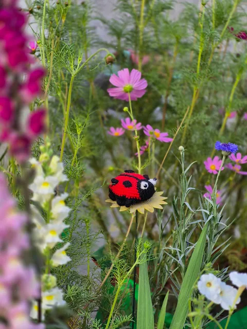 From seeds to these, here's my winter garden my terrace garden