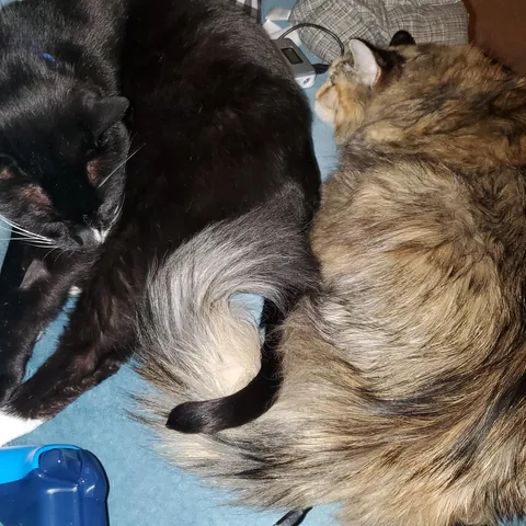 Tribute to Buster - we adopted her as a kitten 17 years ago and had to say goodbye today. She loved naan and croissants and stickers and her mortal enemy was the Xbox disc tray. She was always our babycat.