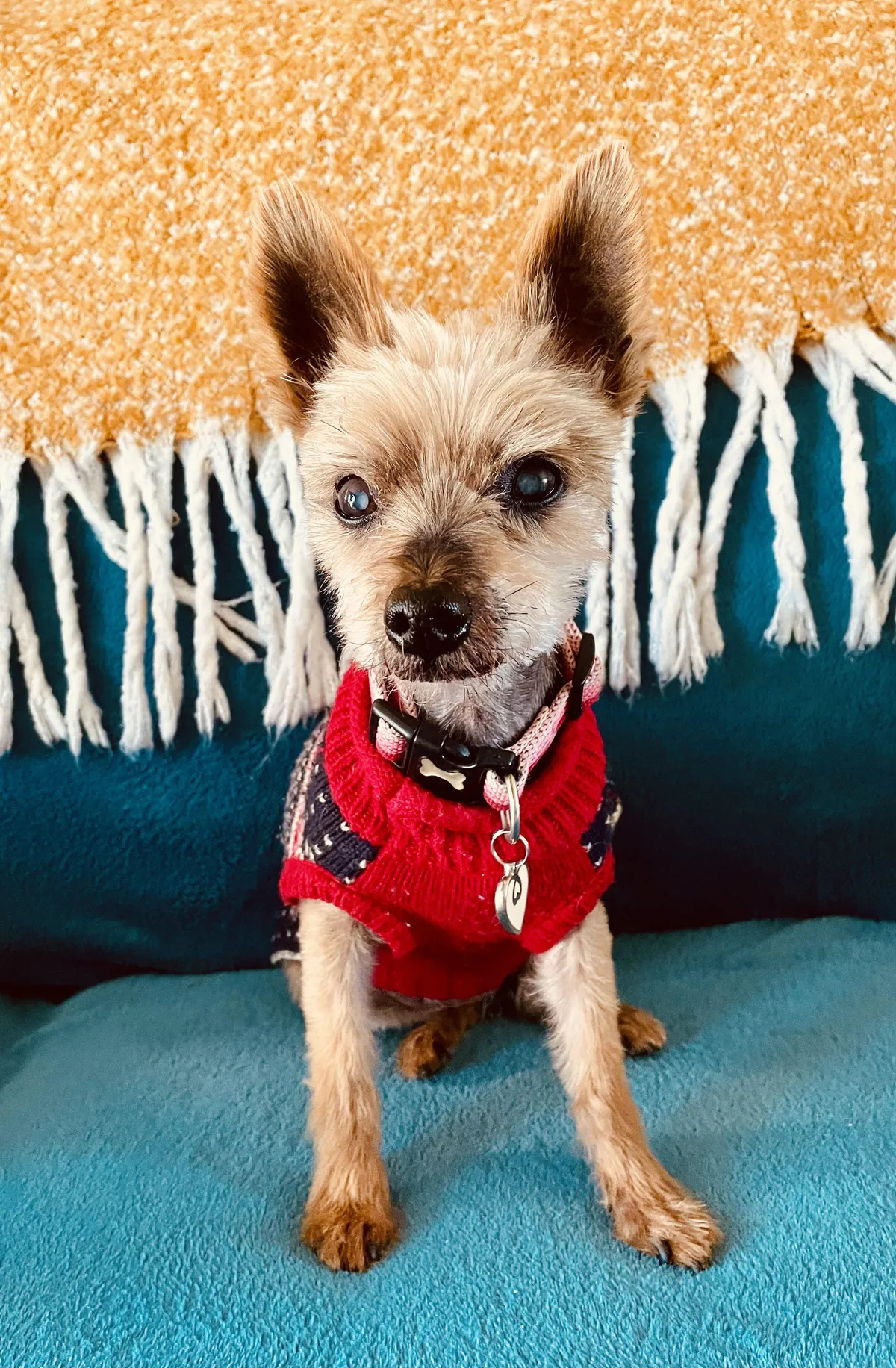 She's 16 and a half, blind and deaf, but still very much got it 