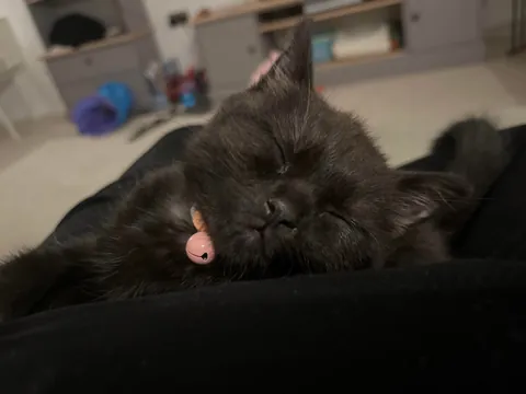 I love her so much 🥹🐈‍⬛