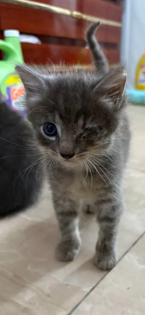 My baby girl's glowup. 4 weeks old and 3 months old.