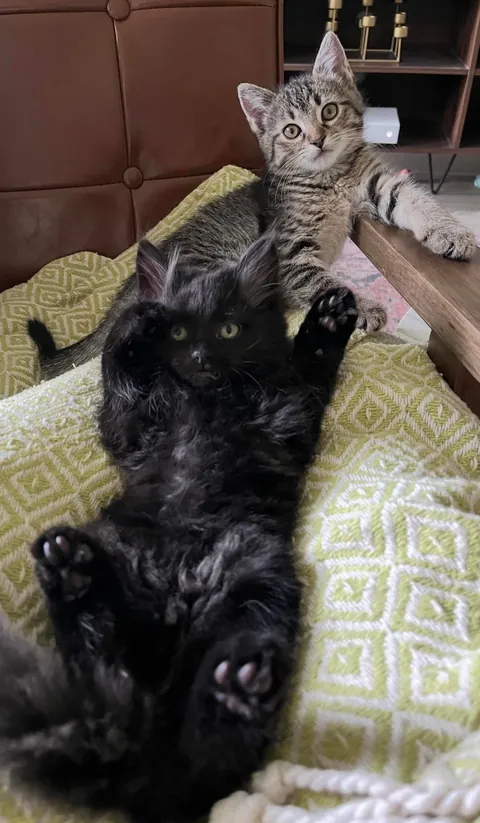 Is there anything cuter than a baby void?